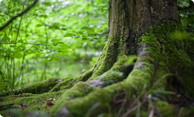 Greendata | Driving Global Sustainability With Advanced Analytics